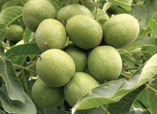 گردو محلی خورشتی